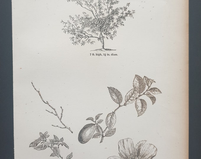 The Chinese Quince Tree - Original 1844 print