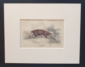 Telagon or Stinkard  - Original 1842 hand coloured print in mount