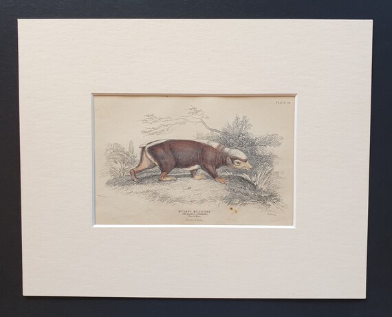 Telagon or Stinkard  - Original 1842 hand coloured print in mount