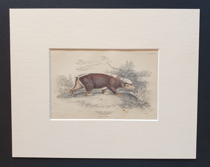 Telagon or Stinkard  - Original 1842 hand coloured print in mount