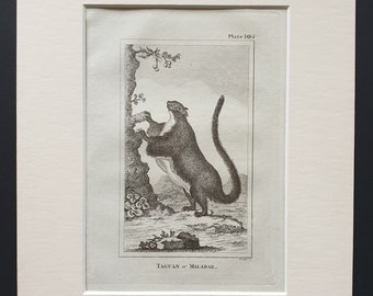 Taguan or Malabar - Original 1812 Buffon print in mount