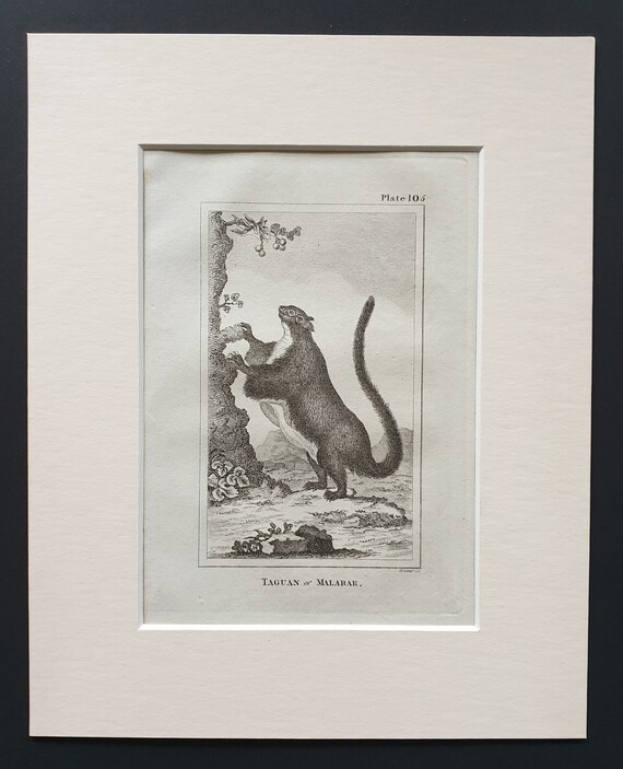 Taguan or Malabar - Original 1812 Buffon print in mount