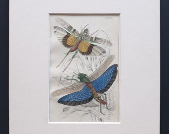 Locusts (Locusta cristata, Locusta flava) - Original c1860 hand coloured insect print in mount