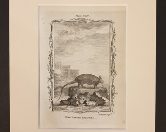 Nine Banded Armadillo - Original 1791 Buffon print in mount