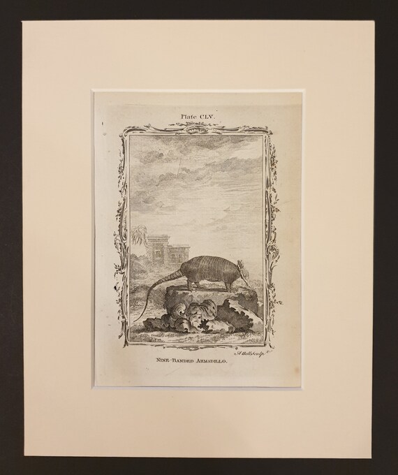 Nine Banded Armadillo - Original 1791 Buffon print in mount