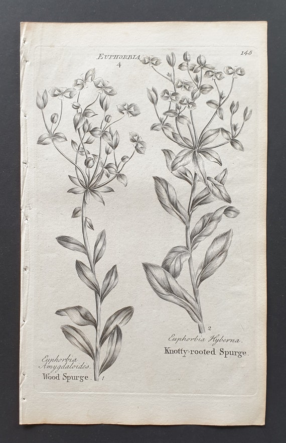 Wood and Knotty Rooted Spurge - Original 1802 Culpeper engraving (145)