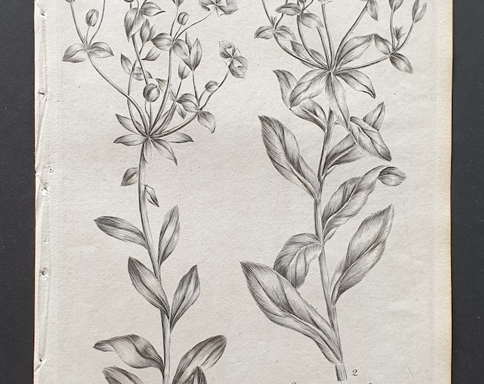 Wood and Knotty Rooted Spurge - Original 1802 Culpeper engraving (145)