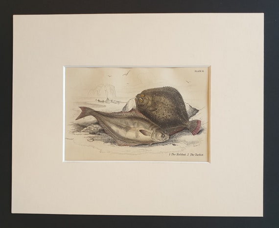 The Holibut, The Turbot - Original c1860 hand coloured fish print in mount