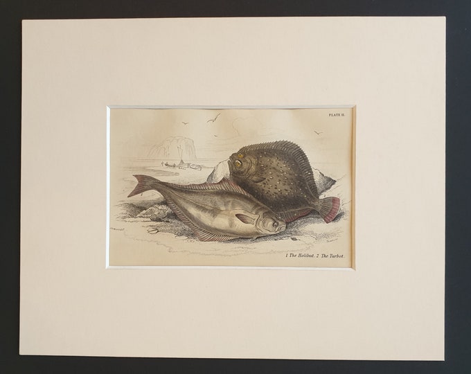 The Holibut, The Turbot - Original c1860 hand coloured fish print in mount