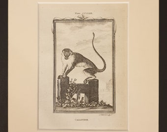 Callitrix - Original 1791 Buffon print in mount