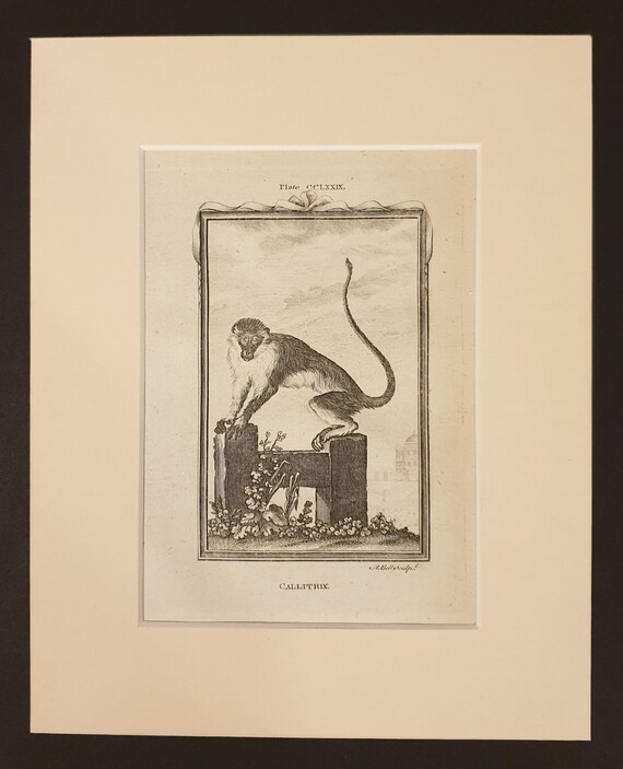 Callitrix - Original 1791 Buffon print in mount