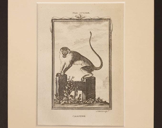 Callitrix - Original 1791 Buffon print in mount