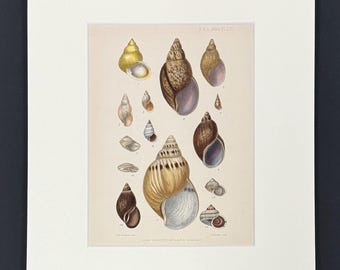New Species of Land Shells - Original 1880s Sowerby's Book of Shells Print