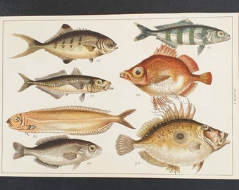 Original 1915 fish print - Plate 4