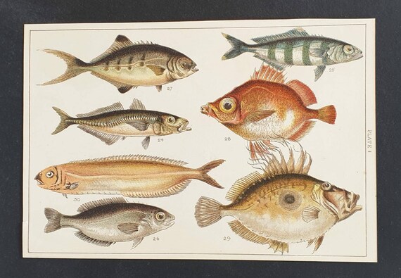 Original 1915 fish print - Plate 4
