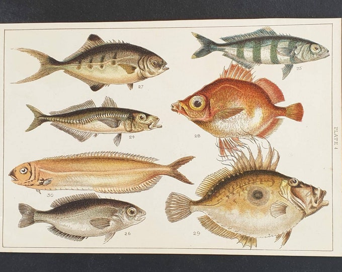 Original 1915 fish print - Plate 4