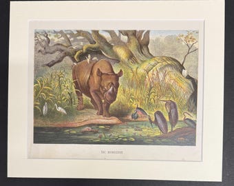 The Rhinoceros - Original 1898 Antique Print
