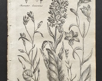 Little, Rampion, Mountain and Field Bellflower (Campanula) - Original 1802 Culpeper engraving (20)
