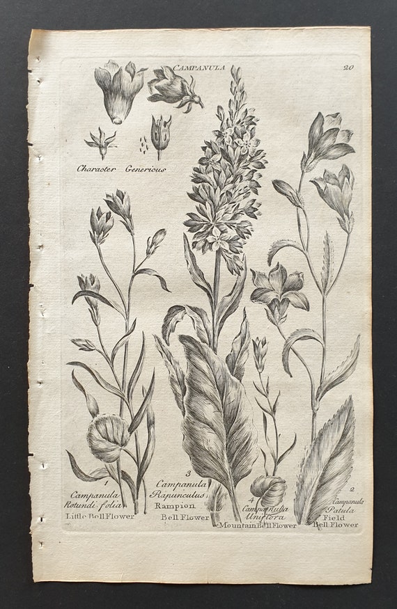Little, Rampion, Mountain and Field Bellflower (Campanula) - Original 1802 Culpeper engraving (20)