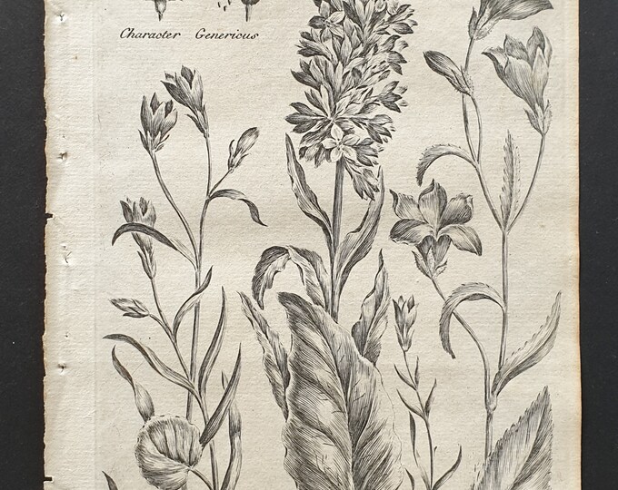 Little, Rampion, Mountain and Field Bellflower (Campanula) - Original 1802 Culpeper engraving (20)