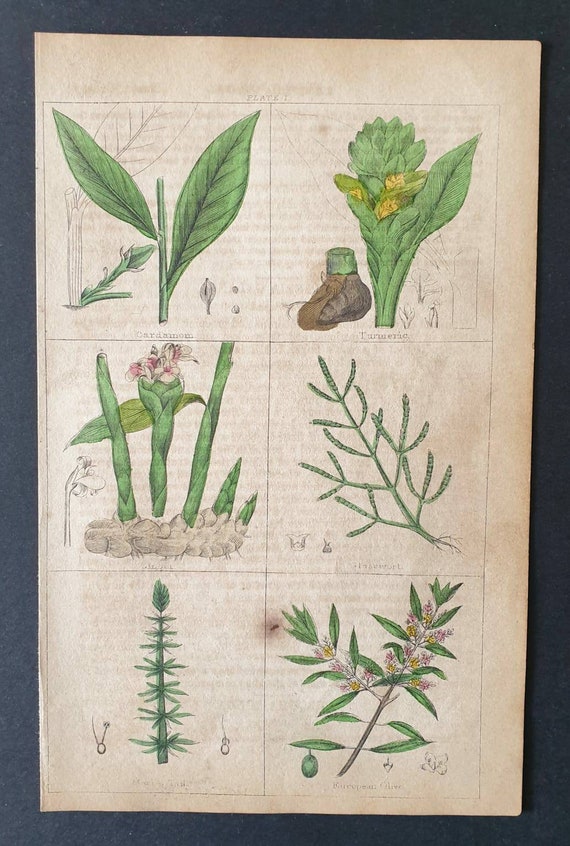 Original 1854 hand coloured botanical print
