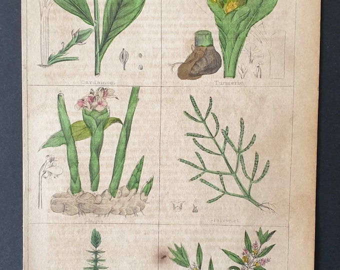 Original 1854 hand coloured botanical print