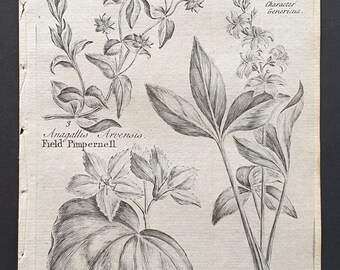 Field Pimpernell, and Waterlilly and Trefoil Buckbean - Original 1802 Culpeper engraving (118)