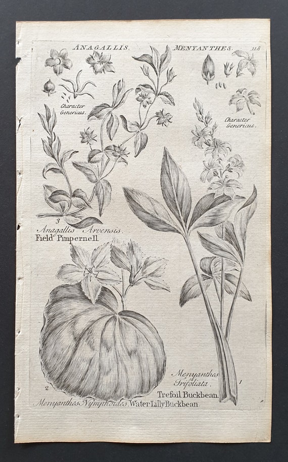 Field Pimpernell, and Waterlilly and Trefoil Buckbean - Original 1802 Culpeper engraving (118)