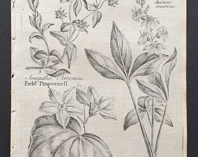 Field Pimpernell, and Waterlilly and Trefoil Buckbean - Original 1802 Culpeper engraving (118)