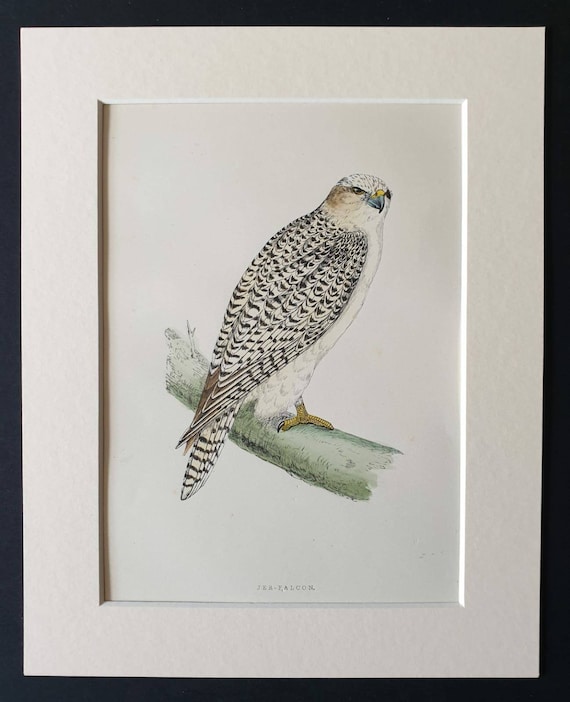 Original 1891 hand coloured bird print in mount - Jer Falcon