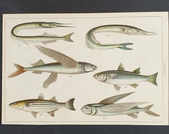 Original 1915 fish print - Plate 11