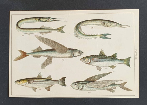 Original 1915 fish print - Plate 11