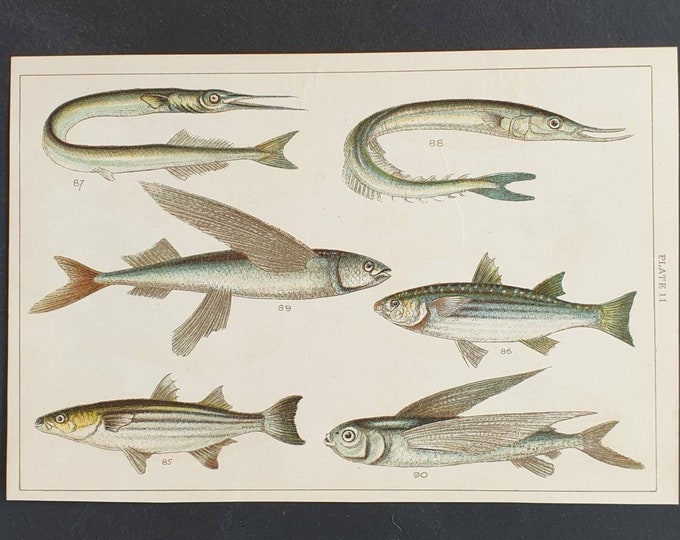 Original 1915 fish print - Plate 11