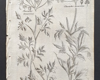 Fools Parsley and Masterwort - Original 1802 Culpeper engraving (114)