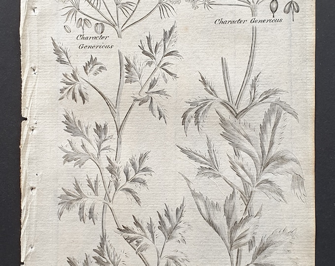 Fools Parsley and Masterwort - Original 1802 Culpeper engraving (114)