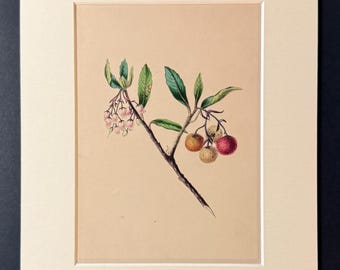 The Strawberry Tree - Original 1840 Hand Coloured Print