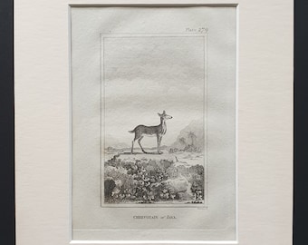Chrevotain of Java - Original 1812 Buffon print in mount