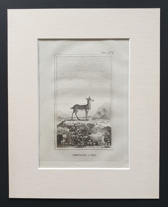 Chrevotain of Java - Original 1812 Buffon print in mount