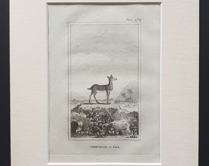 Chrevotain of Java - Original 1812 Buffon print in mount