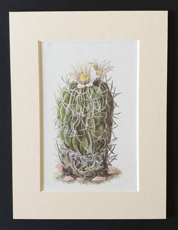 Original 1965 cacti print in a mount