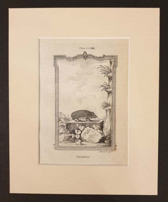 Tendrac - Original 1791 Buffon print in mount