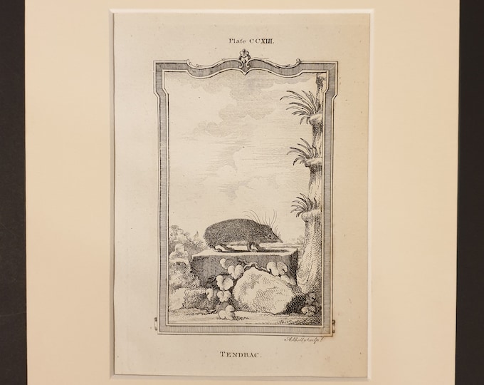 Tendrac - Original 1791 Buffon print in mount