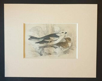 Snow Bunting - Original c1840 hand coloured bird print in mount