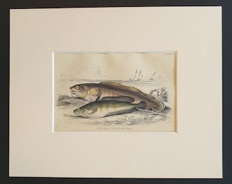 The Torsk, Great Forked Beard - Original c1860 hand coloured fish print in mount