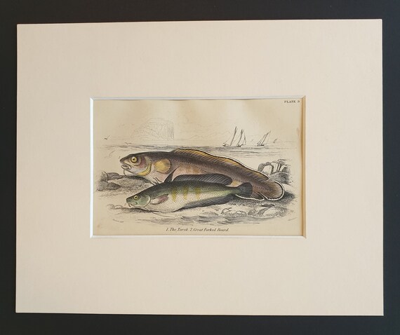 The Torsk, Great Forked Beard - Original c1860 hand coloured fish print in mount