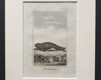White Bellied Seal - Original 1812 Buffon print in mount