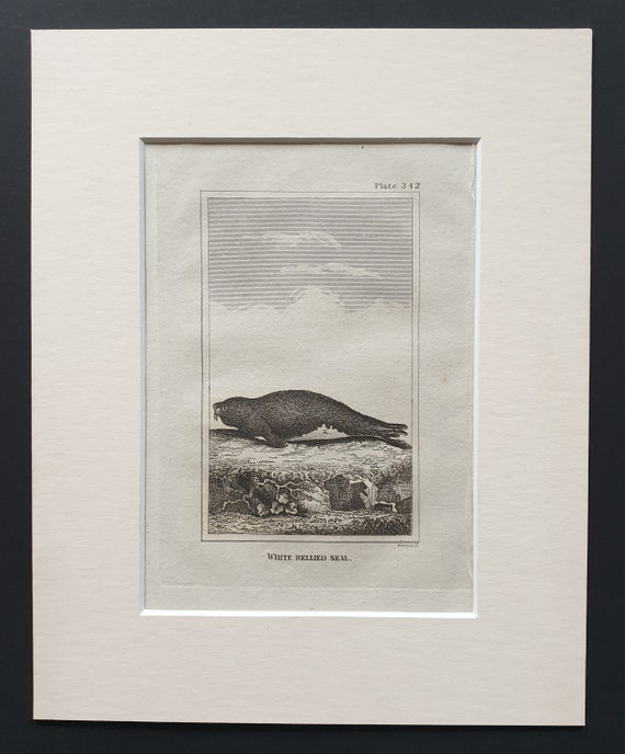 White Bellied Seal - Original 1812 Buffon print in mount