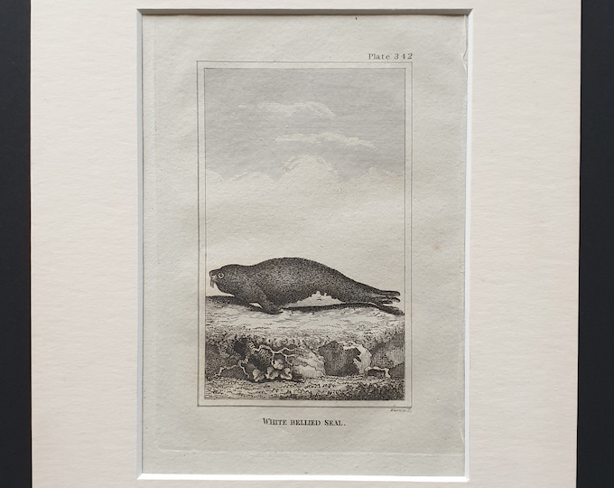 White Bellied Seal - Original 1812 Buffon print in mount