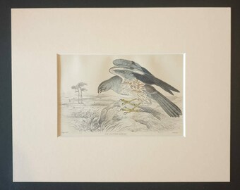 Ash Coloured Harrier - Original c1840 hand coloured bird print in mount