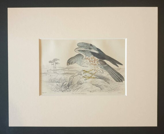 Original c1840 hand coloured bird print in mount - Ash Coloured Harrier